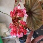 Begonia cucullata花