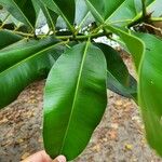 Calophyllum calaba Fuelha