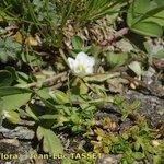 Arenaria biflora Ostatní