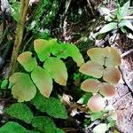 Adiantum macrophyllum 葉