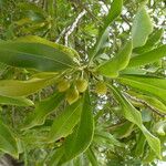 Bontia daphnoides Fruit