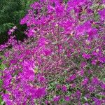 Rhododendron ferrugineumFlower