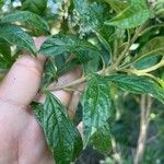 Solanum umbellatum Leaf