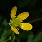 Ranunculus parviflorus Květ