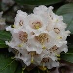 Rhododendron arizelum Flower