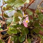 Begonia hirtella 花