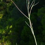 Seseli longifolium फूल