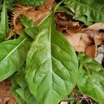 Cynoglossum virginianum Leaf