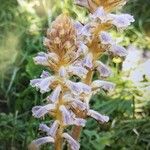 Orobanche minorപുഷ്പം