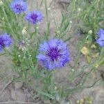 Centaurea cyanusFloro