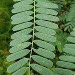 Sesbania herbacea Leaf