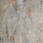 Zelkova carpinifolia Bark