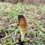 Equisetum telmateia Vrucht