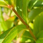 Weigela hortensis Bark