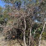 Fernandoa madagascariensis Costuma