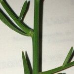 Iberis linifolia Ekosanga