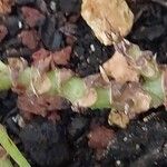 Begonia mazae Bark