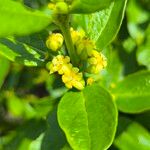 Fadogia triphylla Flor