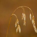 Bromus ciliatus 花