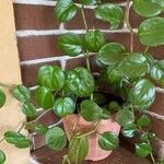 Peperomia serpens Frunză