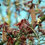 Corylus maxima Foglia