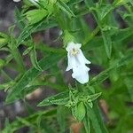 Stachys glutinosa Flower