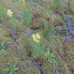 Linaria vulgarisFlors