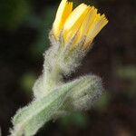 Andryala arenaria Flower