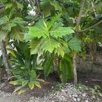 Artocarpus altilis برگ