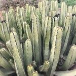 Euphorbia canariensis Feuille