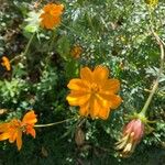 Tagetes lemmonii Квітка