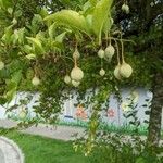 Styrax japonicus Плод