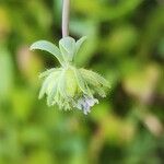 Linaria micrantha Fruit