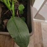 Philodendron hastatum Hoja