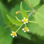 Galinsoga quadriradiata Flors