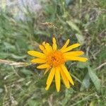 Arnica montanaFlors