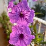 Ruellia simplexFloare