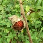 Rubus alceifolius Gyümölcs