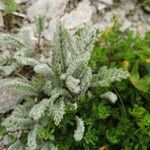 Achillea nana Fuelha