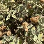 Phlomis cretica Fruit