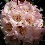 Rhododendron arizelum Flower