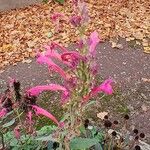 Agastache mexicana Кветка