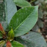 Mandevilla laxa Leaf