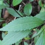 Ageratina riparia Leaf