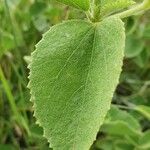 Hibiscus flavifolius برگ