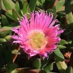 Carpobrotus acinaciformisFlower