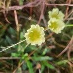 Monsonia longipes Floare
