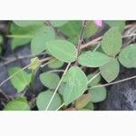 Desmodium intortum Blatt
