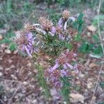 Galatella sedifoliaFlower