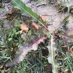 Rumex palustris Облик